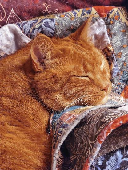 A close up photo of a ginger tabby cat napping on some rumpled quilts. He is a sweet, round-faced boy, at rest and beautiful despite the slightly weird light colour of artificial lighting at night. He has striking paler cream markings around his eyes, and a dark mask of deeper copper otherwise. He is very very cosy.