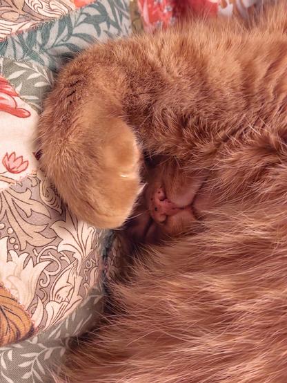 Oh! The cat! In slightly better lighting, he has curled up on his other side and draped one foreleg over his face such, that only his little pink nose with freckles and a bit of the triangle of his mouth and shadows of his closed eyes are framed by the soft fluffy paw and tum hair. Incredible!