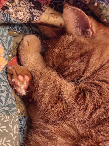And, some time later, he has fully hidden his little kitty face in both of his front paws. One is braced against the fold of green patterns of quilt, the other is toe beans up and with the silky white in between toe beans fur glittering in the light-. His fur looks magnificently soft, with swirls of lights and shadow and his deep red stripes. And oh, he do be napping!