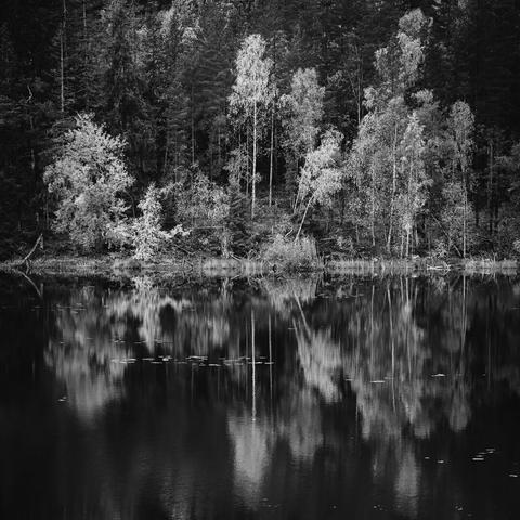 A square monochrome photograph of a mixed forest growing on a hillside on the other side of a small lake.

The shoreline is dominated by deciduous trees, their autumnal leaves appearing almost white in the monochrome photo. Further up the forest is dominated by spruce and pine, whose needles appear dark.

The surface of the lake is almost calm, with only the slightest ripple that blur the reflection of the forest.