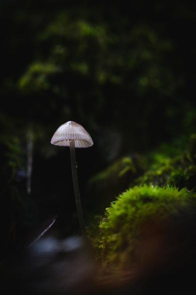A close up vertical photograph of a small mushroom growing next to a tuft of bright green moss. The mushroom has a tall, grey stalk and a white translucent umbrella shaped cap with radial stripes. The mushroom, standing slightly to the left in the photo has a few waterdrops on it.

The background is a blurry wall of dark green moss.