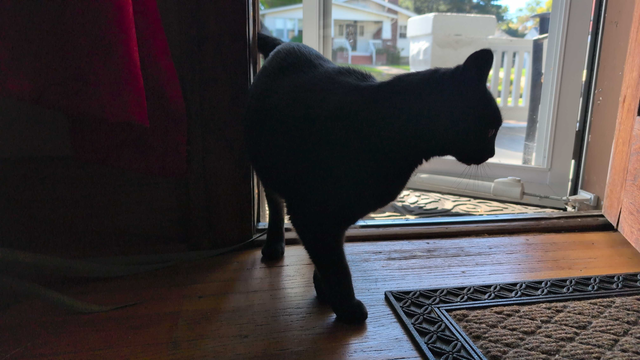 A black cat is tentatively coming in a propped screen door into the house.