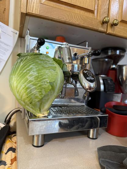 A green cabbage apparently grows from the drain tray of a Bezzara espresso machine. Or perhaps was just carefully posed there.