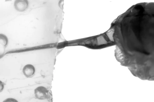 Honey bees inject venom with a two-stroke stinger