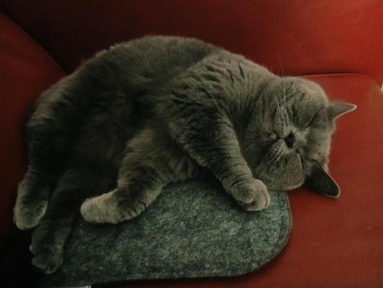 Leila, a gray British Shorthair with golden eyes, sleeps blissfully on a gray cushion on a red couch, dreaming kitty dreams.
Dramatic lighting from the right.