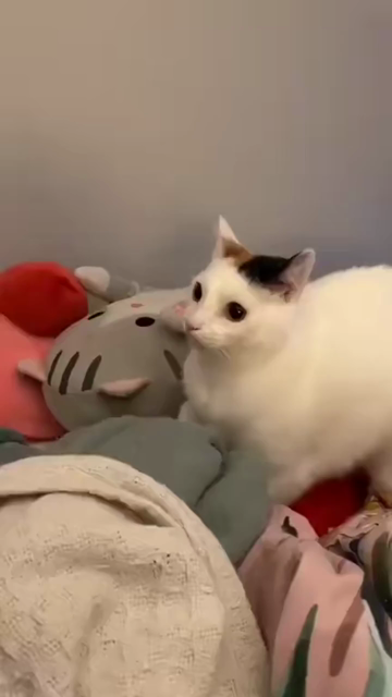 Cat biting a human and reacting to the human by backing off with a funny face.