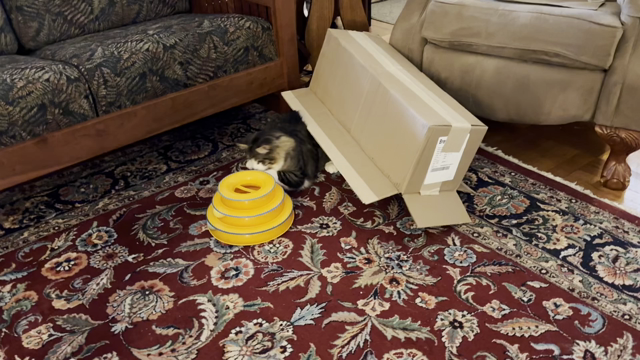 Dark tabby cat with white markings pops out from underneath an upside-down cardboard box to attack a ping-pong ball toy. He dives back under the box, hunkers quietly for a bit, then pushes around a little, and comes back to attack the ping-pong ball toy.