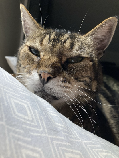 Closeup of the face of a tabby cat with his chin near ire sting on a light blue and white pillow. He’s bathed in warm light from a nearby lamp. He’s looking directly at the camera with a decidedly enigmatic and slightly sleepy expression.