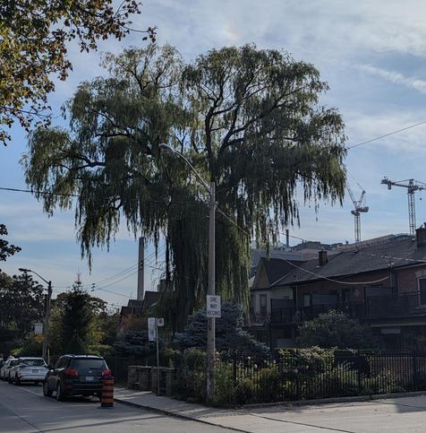 A large willow (?) tree with drooping branches on the side of a quiet city street.  Some compact cars are parked off to the side, next to the sidewalk.  In the foreground is a short pole, dwarfed by the tree towering behind it, adorned with a humble "one way begins" sign.  Behind it in the near distance to the left rises a tall smokestack, quiescent; in the further distance, to the right, two towering construction cranes rise far higher into the blue-white afternoon sky.