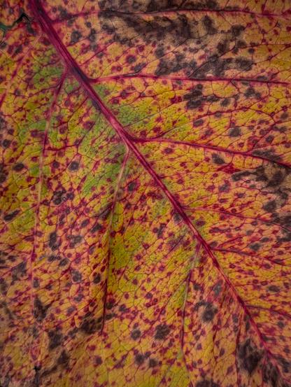 The intricate texture and vibrant autumn colors of a decaying leaf. A prominent, deep magenta midrib runs diagonally across the frame, branching out into a fine, delicate network of secondary veins that create a grid-like pattern.

The leaf displays a rich mix of seasonal hues, transitioning from warm yellows and golden tones to earthy greens and deep reddish-purple spots.