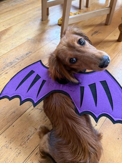 A long-haired dachshund puppy wearing a pair of purple dragon (or bat, if you're that way inclined) wings. He's looking back over his shoulder at the camera wondering why we have done this to him. It's because it's cute, Biscuit. It's weapons-grade cute. I know you don't get that but it's important. Sorry.