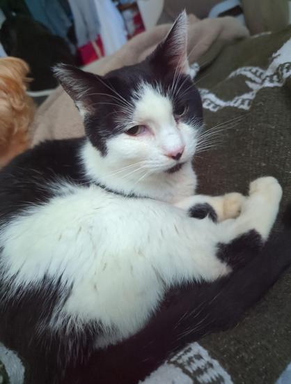 A black and white cat looks up from her grooming to suggest she's not moving from her spot.