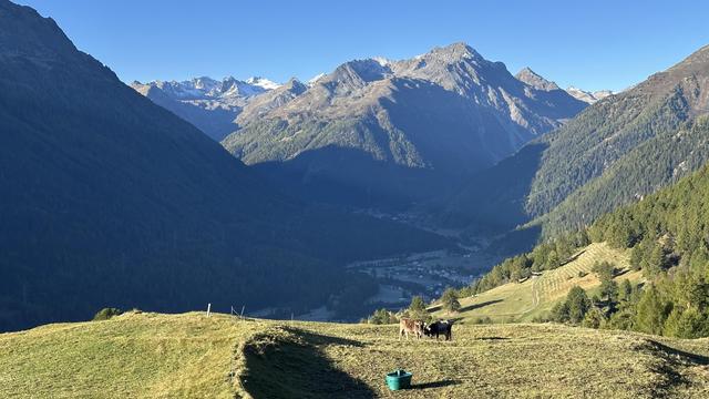 Two cows graze on a pasture terrace overlooking the lower Engadine Valley and the villages of Lavin and Susch. Piz dal Ras towers over the turn in the valley.