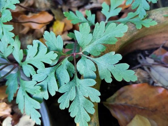 palmatifid leaf, roughly pentagonal overall, red hairy stalks