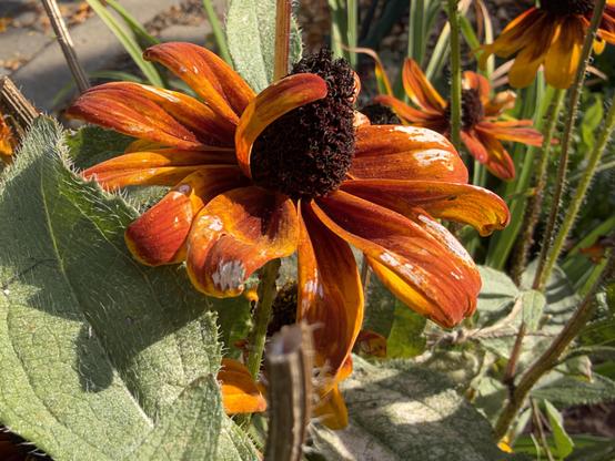 a close-up of a vibrant orange and yellow flower. It is surrounded by fuzzy green leaves and other flowers in the background, all illuminated by bright sunlight.