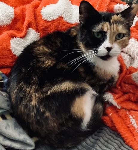 Good morning from Bethany.
#cats #catsofmastodon #catsoffediverse