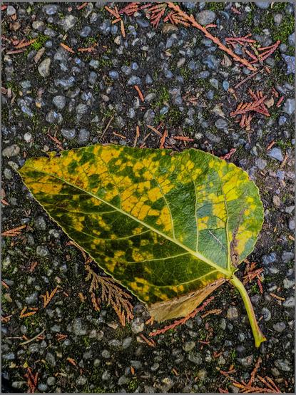 A black cottonwood tree leaf is transitioning to yellow. The lanceolate leaf has wavy edges. Its surface has seemingly haphazard bits of bright green and bright yellow squarish areas like mosaic tiles.  The veins are light yellow. The leaf has fallen on a gray graveled trail. There are red-brown redcedar leaves around. There is a beam of sunlight brightening a corner of the cottonwood leaf.