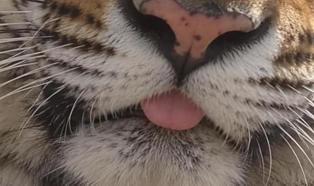 Close up of a tiger blep