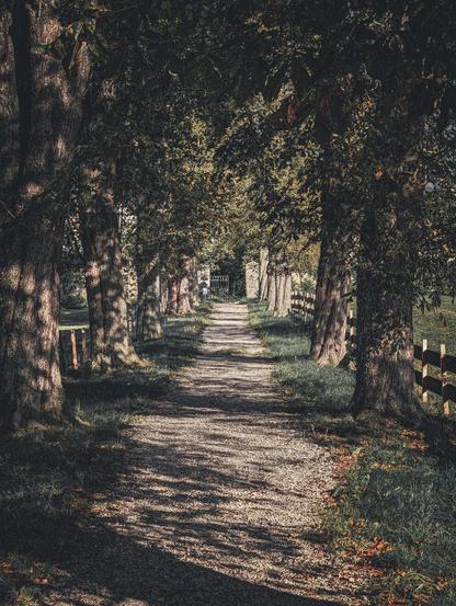 A tree-lined gravel path stretching into the distance, framed symmetrically by large trees on both sides. Thick trunks line the route, their upper branches arching together to form a natural tunnel of dense green leaves. 

Low grass borders the path alongside rustic wooden post-and-rail fences. In the distance, the path leads to a clear opening framed by stone pillars and a dark metal gate.