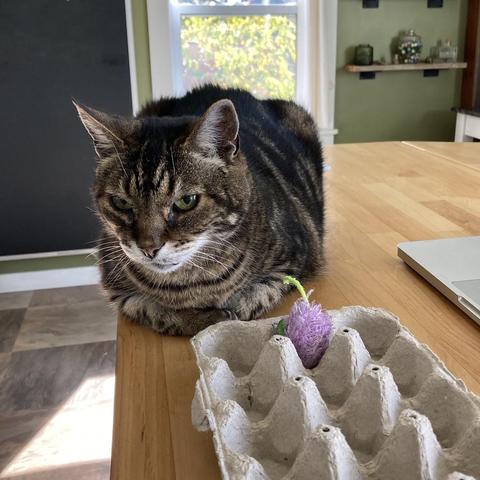 Tabby cat in a loaf position on a light wood table. A paper egg carton with a purple fuzzy mouse toy sits in front of him. He appears to be completely disinterested in the carton and the toy, looking at something in the near distance and completely ingoring both.