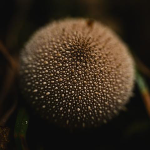 A close up photograph of a small common puffball. The puffball is light brown and almost perfectly round, expect for a very small bulge at the very top, where it will later open and release its spores.

The surface of the fungus is densely covered in small spikes of varying length. About half of the surface of the puffball is in sharp focus, fading away out of focus toward the edges, where it meets a blurry background with a few blades of grass and a brown leaf in the very bottom left corner.