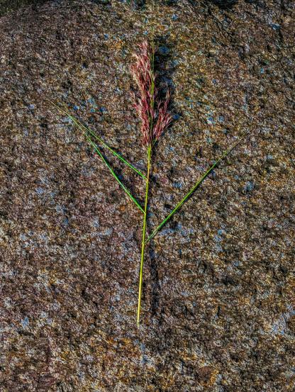 A single stalk of reed grass laid vertically against a coarse, textured stone surface. At the top of the stalk is a feathery, purplish-red plume-like inflorescence. Several thin, green leaves branch outward from the central stem. The background consists of a rough, granite rock surface with dark brown, gray, and subtle blue-tinted specks.