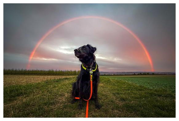 Cooler Hund vor heißem Himmel. Sorry, meine Alt-Texte sind nicht immer so sachlich wie sie sein sollten.