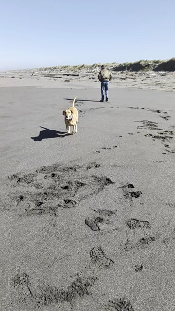 Golden lab is running on the beach going back and forth between me and her pal.