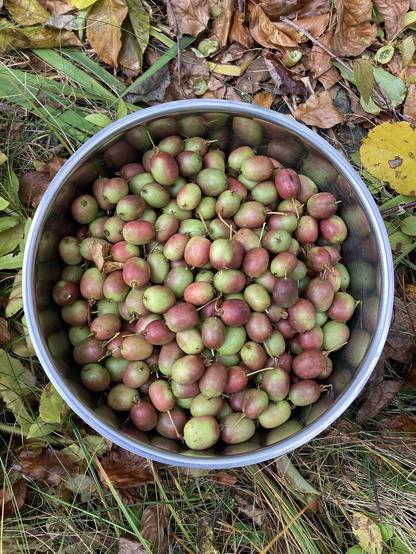 Overhead view of a large stainless steel bowl filled  nearly to the top with red-green hardy kiwi. The colours are similar to many varieties of apples. The bowl is sitting on the ground, surrounded by grass and fallen leaves in shades of brown, green, and yellow.