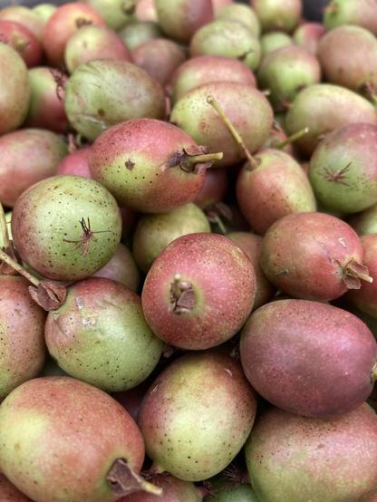 Closeup of red-green hardy kiwi. The colours are similar to many varieties of apples and the skin is smooth, like an apple.