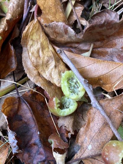 A single hardy kiwi sits on top of brown fallen leaves. It's split open and appears to have been nibbled on by a small creature like a bird or mouse.