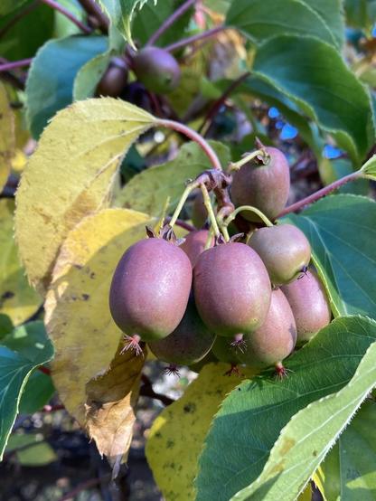 A bunch of smooth, oval hardy kiwi on a vine with green and yellowing leaves.