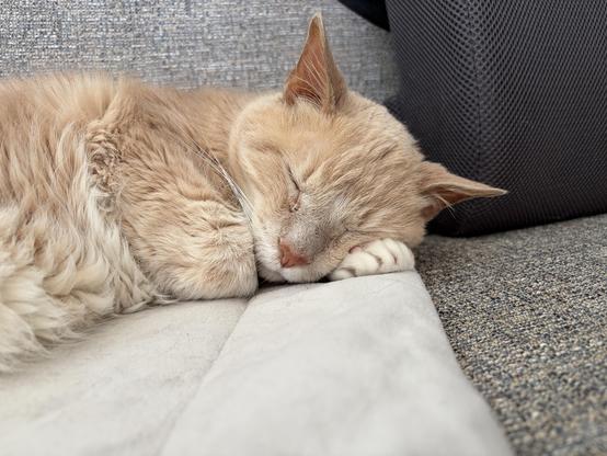 A photo of a sleeping tan and white fluffy cat