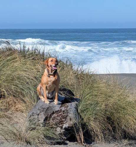 Golden lab is sitting on a driftwood tree stump while she waits for us to catch up before going down to the beach.