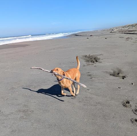 Golden lab finds a stick to run with on a sandy beach.
