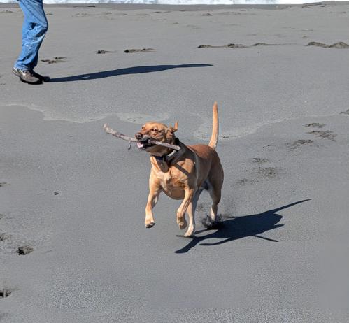 Golden lab is running on a sandy beach with a stick in her mouth.