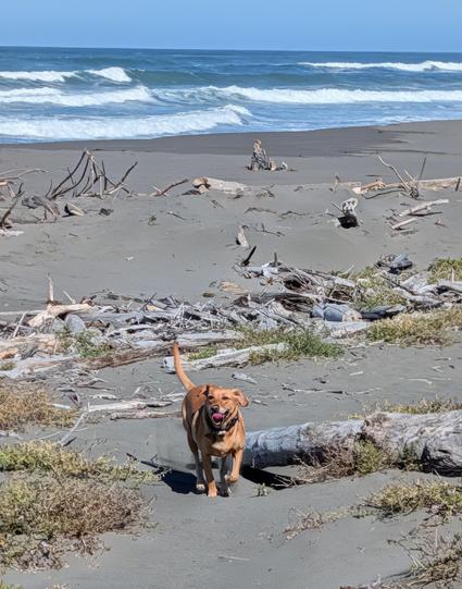 Golden lab is running and running on a sandy beach with lots of driftwood.