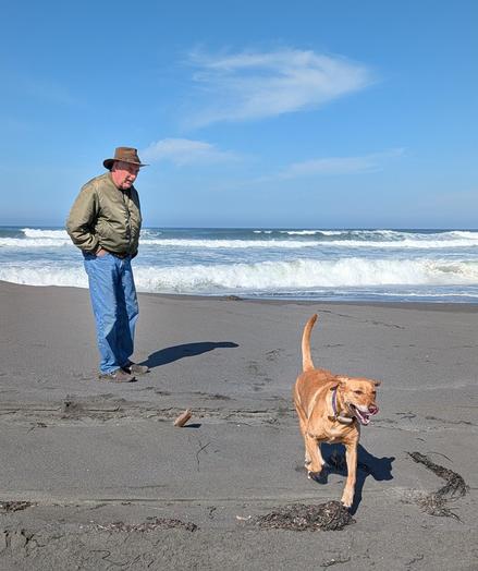 Golden lab is running around her pal on a sandy beach.