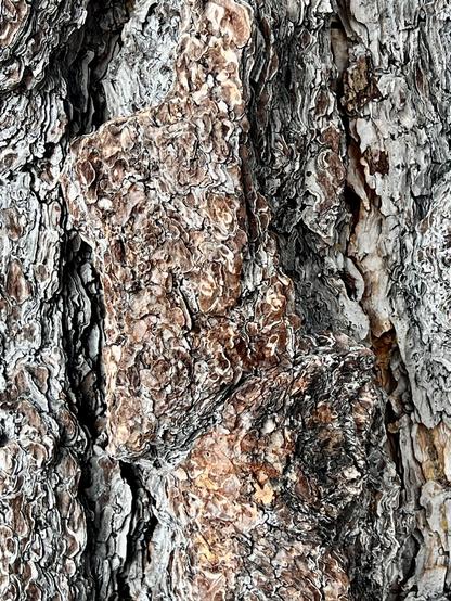close-up of the trunk of a Ponderosa pine tree. The bark is weathered.