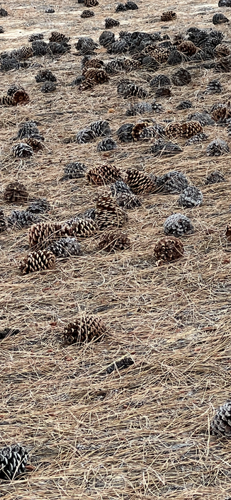 Pinecones are scattered across a bed of pine needles. The pinecodes are clustered to the top of the image.
