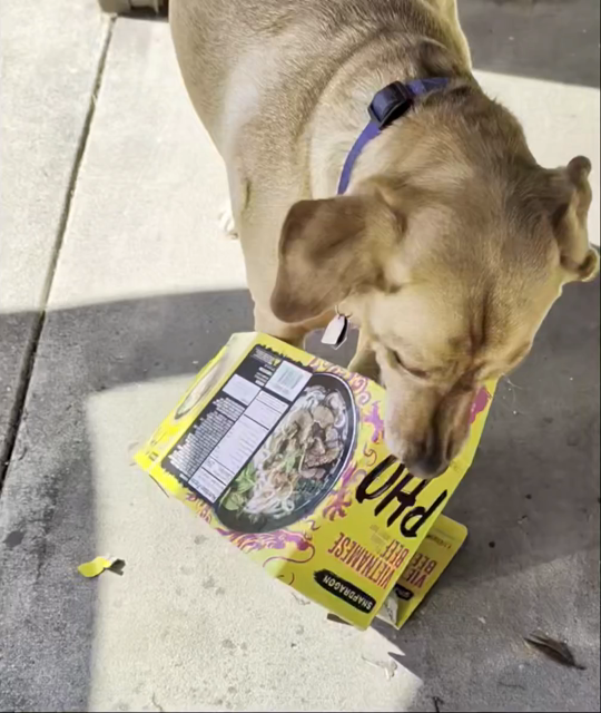 Golden lab is flattening a pho food box in preparation for recycle.