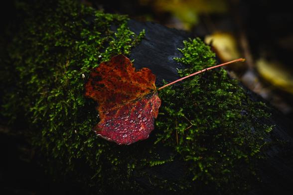 A photograph of a red aspen leaf, lying at an angle on a dead tree trunk. The leaf is deep red, with a bit of orange and some darker spots, and the lower half is full of small raindrops. The wood of the dead trunk is almost black and it's in large part covered by green moss. 

In the upper right corner, a few fallen leaf, blurry and out of focus, lie on the ground behind the trunk.