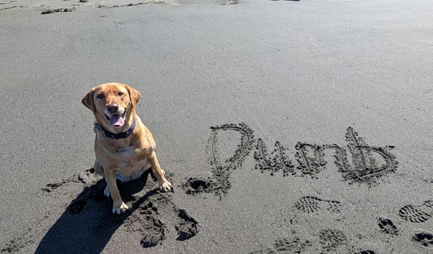 Golden lab is sitting on a sandy beach next to the word dumb written in the sand.