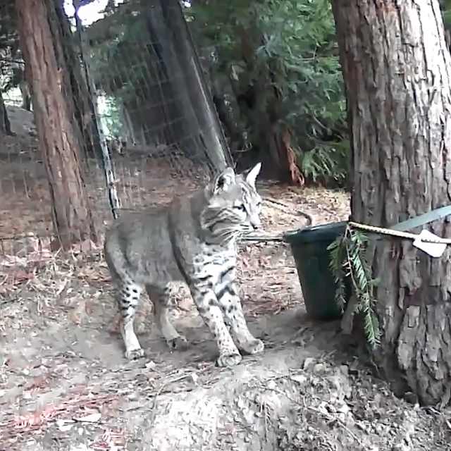 trail cam footage of a bobcat standing next to a tree watching someone off camera. after a short amount of time it licks his lips