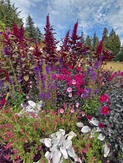 A patch of garden goodness. Multi-colored flowers bloom on a fall day in Stanley Park Vancouver BC.