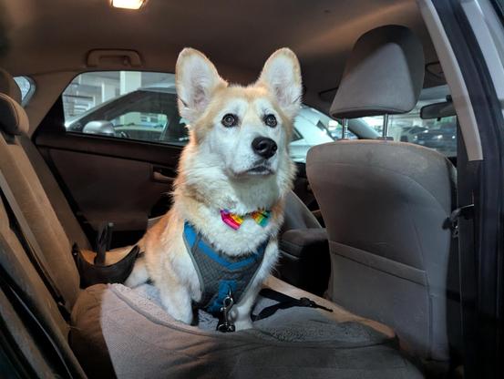 A tan and white corgi/husky mix sits in the backseat of a car, expectantly looking out the open door past the viewer. His chest harness is clipped in and his rainbow bow tie is clipped on. He is ready to roll!