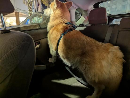 The same corgi mix is pictured, this time from inside the car after it has traveled somewhere. The dog looks out the half-open window, all attention on the sights and sounds outside. He has to stand with his front feet on the door's armrest, but this gives him the perfect viewing angle.