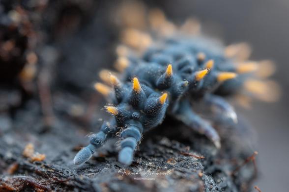 A photograph of a Tasmanian Dragon Springtail with its head towards the camera. The animal has blue skin and many large, yellow coloured, pointed spines covering its body.