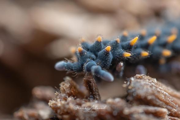 A photograph of a Tasmanian Dragon Springtail with its head towards the camera. The animal has blue skin and many large, yellow coloured, pointed spines covering its body.