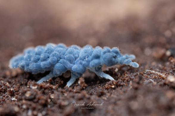 A photograph of a Tasmanian Dragon Springtail crawling across a log. The animal has blue skin and many blue, hairy lumps covering its body.